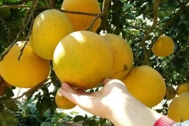 Cách bảo quản bưởi Diễn chuẩn để cả năm vẫn ngon