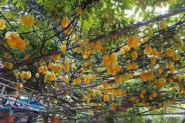 Cây khế khổng lồ, quả vàng ươm sai lúc lỉu như "trong truyền thuyết"