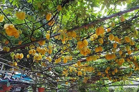 Cây khế khổng lồ, quả vàng ươm sai lúc lỉu như "trong truyền thuyết"