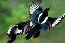 Giải mã điềm báo khi chim bay, rắn bò vào nhà 