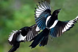 Giải mã điềm báo khi chim bay, rắn bò vào nhà 