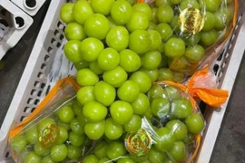 Nho sữa Trung Quốc đang vào mùa, giá nhập về rẻ thu hút người mua