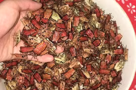 Loài có mùi hôi đến đáng sợ, dân bỏ cả nửa triệu để mua một cân