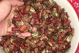 Loài có mùi hôi đến đáng sợ, dân bỏ cả nửa triệu để mua một cân