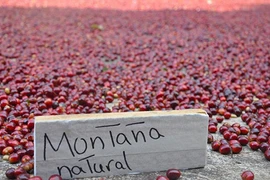 Chiêm ngưỡng loại cà phê hiếm và đắt nhất thế giới