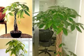 Người mệnh Kim thì trồng cây gi giúp tăng cường tài lộc