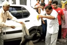 Mộ thường xuyên bị đào, người dân bắt được thủ phạm phải lập tức thả ngay