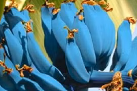 Giống chuối xanh biếc kì lạ tưởng chỉ là photoshop nào ngờ có thật 100%