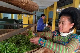 Đang đêm chen chân soi đèn leo cây hái chè "nghìn đô" ở cổng trời