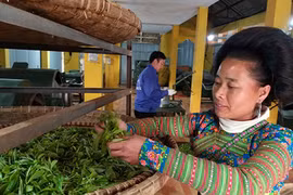 Đang đêm chen chân soi đèn leo cây hái chè "nghìn đô" ở cổng trời