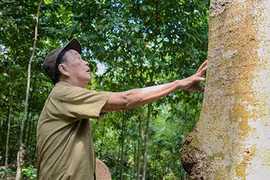 Ông chủ sở hữu rừng gỗ lim quý chục tỷ đồng quyết không bán