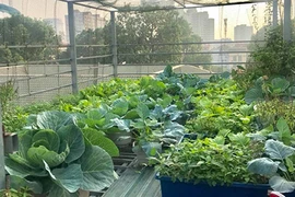 Đã mắt ngắm vườn treo xanh mơn mởn của nữ giảng viên ĐH