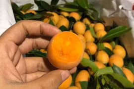 Kỳ lạ loại quả ăn vặt giá “chát”, chưa kịp về đã hết hàng