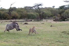 Ngựa vằn dũng cảm "đá bay" báo gêpa chạy nhanh nhất thế giới