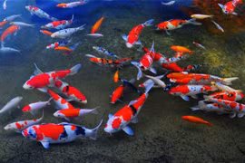 Top 10 động vật sống lâu nhất thế giới