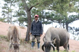 Lâm Đồng: Ly kỳ thả trâu trong rừng, muốn bắt phải gọi tên