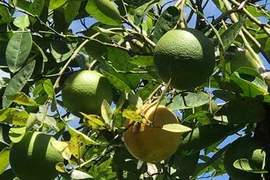 Độc đáo trái hường vị ngon khó cưỡng chuẩn sạch 100%