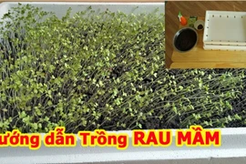 Lấy giấy ăn trồng rau mầm theo cách này cực đơn giản