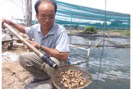 Nuôi loài “ốc phá sản”, lão nông vẫn thu tiền tỷ mỗi năm