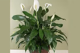 Trồng cây phong thủy vừa mang tài lộc vừa hút ẩm, diệt nấm mốc