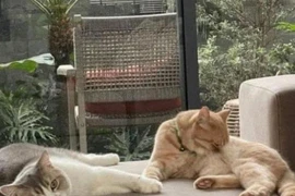 Tóc Tiên bất ngờ và ngầm ám chỉ: "Nuôi ong tay áo"