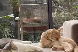 Tóc Tiên bất ngờ và ngầm ám chỉ: "Nuôi ong tay áo"