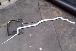 Hộp chứa sinh vật kỳ lạ được gửi tới cơ quan cảnh sát Anh