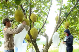 Trồng mít Thái lá bàng thu lãi lớn