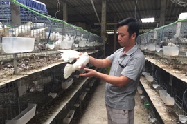 Làm giàu nhờ loài chim trắng nhốt lồng, lãi vài trăm triệu/năm