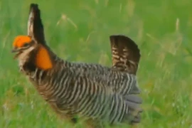 Video: Điệu nhảy Michael Jackson của loài chim thỏ