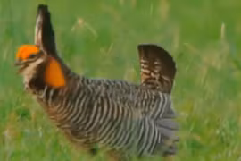 Video: Điệu nhảy Michael Jackson của loài chim thỏ