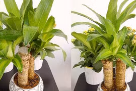 Có cây này trong nhà sự nghiệp thăng tiến không ngừng