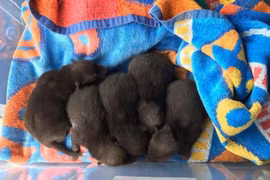 Người đàn ông tìm được 5 con chó, sau đó nhận ra chúng không phải chó