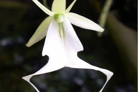 Nghịch lý chơi lan: Nơi bán tiền tỷ, nơi vứt bỏ vì không ai mua