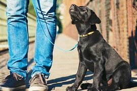 Nuôi chó phải đăng ký: "Cần quyết liệt, triệt để"