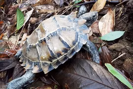 Vườn Quốc gia Bạch Mã tiếp nhận rùa 3 đuôi cực quý