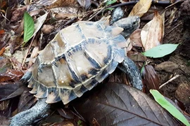 Vườn Quốc gia Bạch Mã tiếp nhận rùa 3 đuôi cực quý