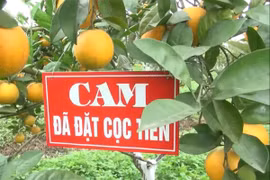 Cam 'tiến Vua' 100 ngàn/quả: Có tiền mua không nổi