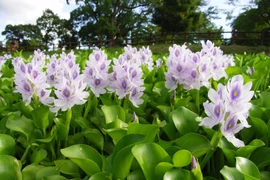 Dân thành thị săn lùng bèo tây với giá không còn rẻ như “bèo“