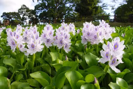 Dân thành thị săn lùng bèo tây với giá không còn rẻ như “bèo“