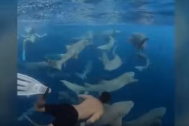 Video: Thợ lặn bơi giữa đàn cá mập không cần bảo hộ