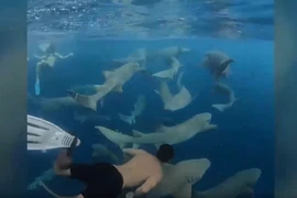 Video: Thợ lặn bơi giữa đàn cá mập không cần bảo hộ