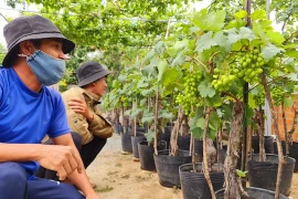 Ninh Thuận: Nho cảnh thu hút người chơi trong dịp Tết