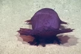 Video: Khám phá biển sâu, phát hiện quái vật không đầu đi bộ kiếm ăn