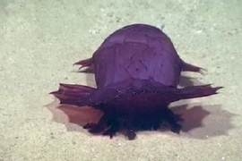 Video: Khám phá biển sâu, phát hiện quái vật không đầu đi bộ kiếm ăn