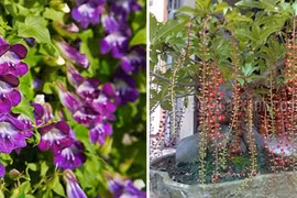 10 loại cây trồng trước nhà, tài lộc rầm rộ kéo tới