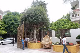 Cây hoa đầy đường nhưng đại gia phải chi gần 3 tỷ để sở hữu