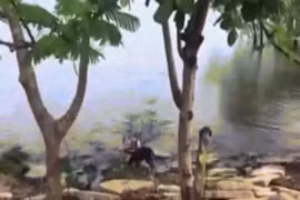 Video cá sấu nhanh như chớp chồm lên đớp chết chó bên bờ sông
