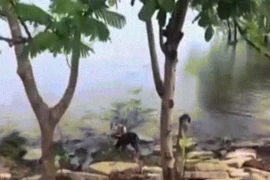 Video cá sấu nhanh như chớp chồm lên đớp chết chó bên bờ sông