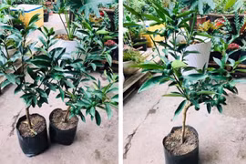 Dân Việt tìm mua quất Mỹ bé tẹo, giá chát về chơi Tết